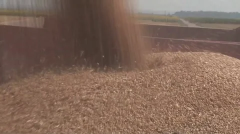 Pouring wheat into the trailer 스톡 동영상 56030888