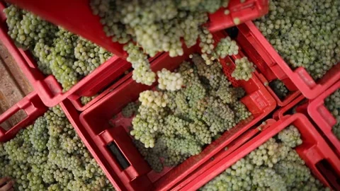 Pouring white grapes to a plastic boxes on vineyard. Grape harvesting season in Stock Footage 221720056
