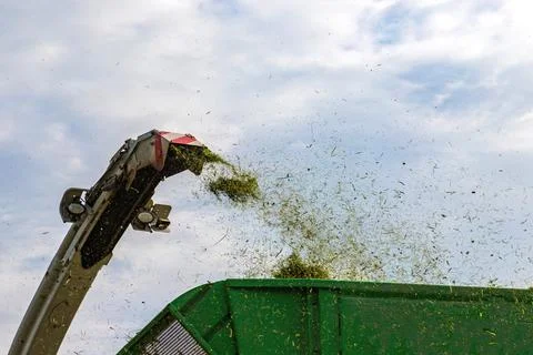 Pours silage Foto stock