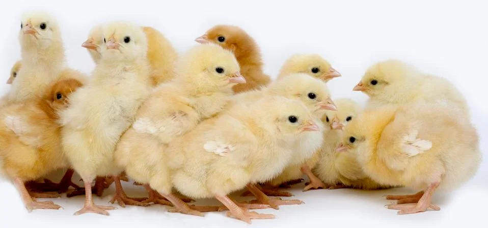 POUSSIN Stock Photos