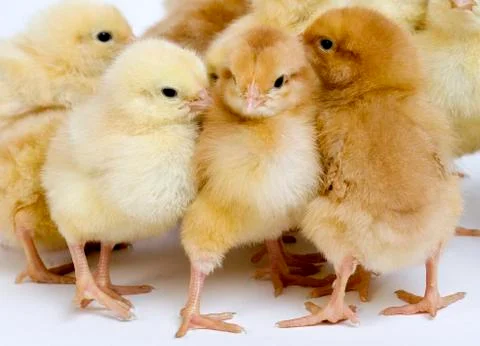 POUSSIN Stock Photos