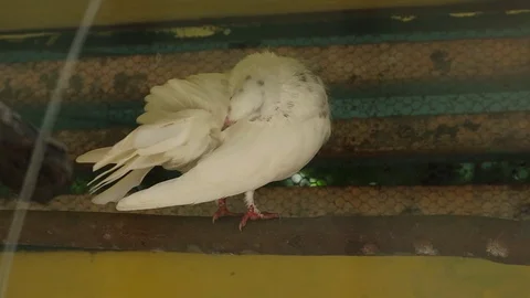 Pouter (Merpati GOndok) Stock Footage 119248430