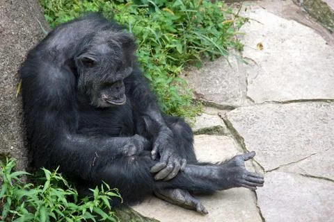 Pouting chimpanzee Stock Photos