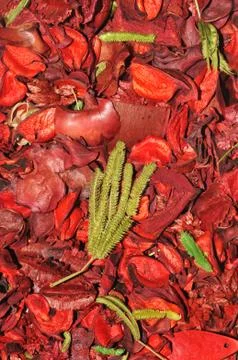 Poutpourri Stock Photos