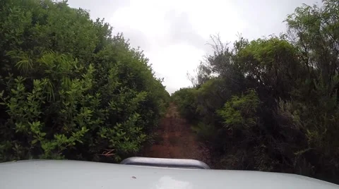 POV 4x4 driving through dense bush Stock Footage 61487186