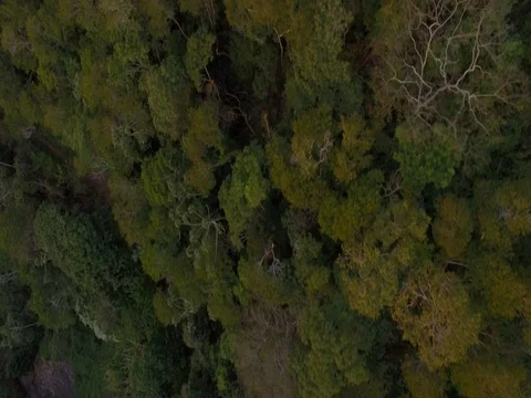 POV aerial falling into tropical forest Stock Footage 80965833