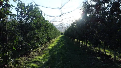 POV of al walk between apple trees covered by a net 스톡 동영상 294176792