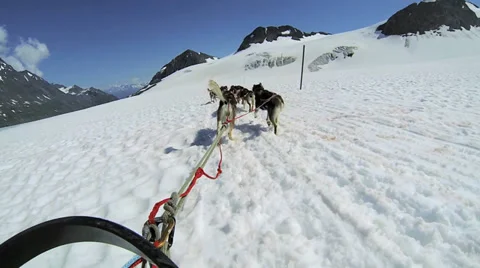 POV Alaskan Husky dogsledding, Alaska Stock Footage