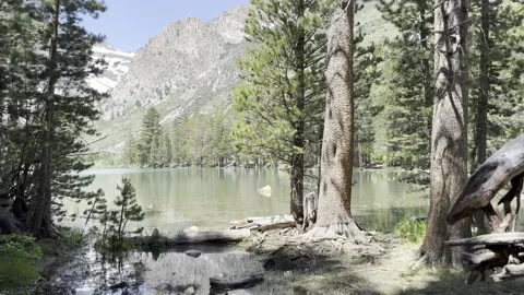 POV Along Dead Fallen Tree To Reveal Lake and Mountains Stock Footage 245839144