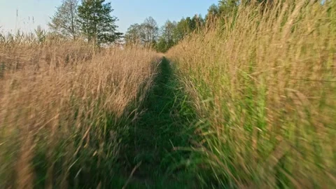 POV of Animal Running Down Path Through Tall Grass Field Stock Footage 225951899