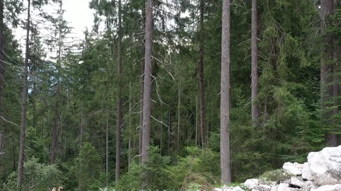 POV from the ascent up with the drone between the trees in a forest Stock Footage 114976929