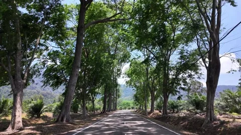 POV Asphalt Road Under Tree Canopy Gunung Ledang Malaysia Видео 332610451