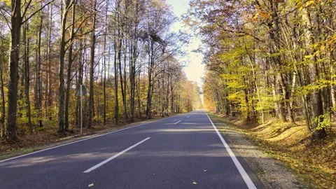 POV Autumn Forest Drive: Empty Road Through Golden Woods 스톡 동영상 292968457