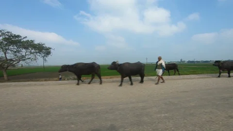 POV beautiful landscape of paddy fields, agriculture under clear blue sky 스톡 동영상 127725967