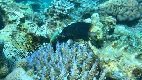 POV Beautiful spotted filefish defends acropora coral it wants to feed on Stock Footage 104580988