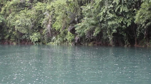 POV Boat glides down jungle river Stock Footage 63474548