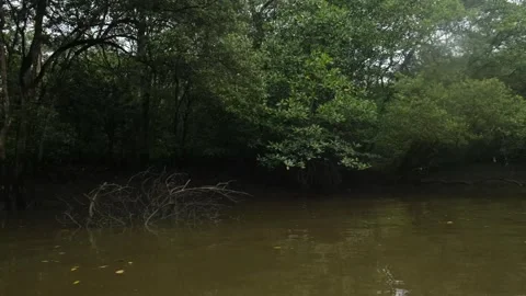 POV at from the boat in mangrove Stock Footage 284816490