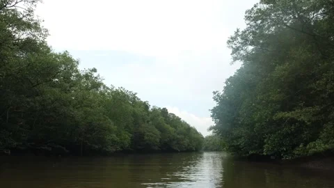 POV at from the boat in mangrove Stock-Footage 284837705