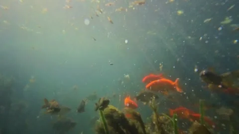 POV camera glides forward through a underwater world Stock-Footage 311067901