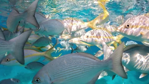 POV camera immersion from surface into a school of fish in the Atlantic Ocean Stock Footage 337227297