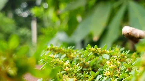 POV camera move in to the middle of plant Stock Footage 295137564