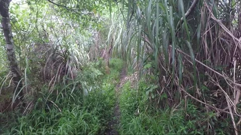 POV Camera move through reed thickets at Volcano Mahawu Crater, Indonesia Stock Footage 172253625
