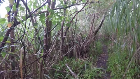 POV Camera move through reed thickets at Volcano Mahawu Crater, Indonesia Stock Footage 172284601