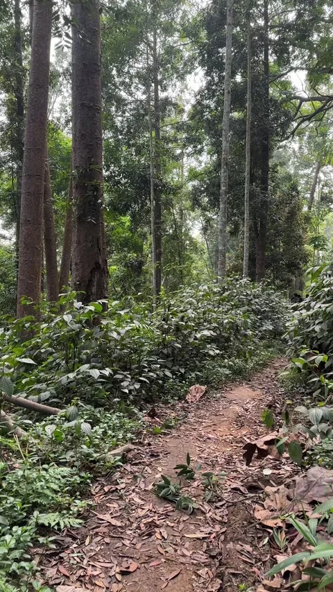POV Camera Moving Along Dirt Path Through Dense Green Forest Vertical Stock-Footage 324079905