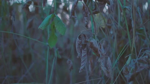 POV camera moving up plants sunset HD blurred video evening sun leaves foliage Stock Footage 68583608