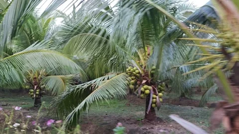 POV camera moving through fresh green aromatic coconut palm tree plantation. Video stock 327474946