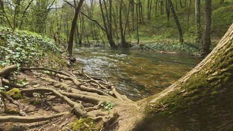 POV Camera Tilt to Tree Roots and Clear River - 4K Spring Nature Water Flow Video stock 332728419