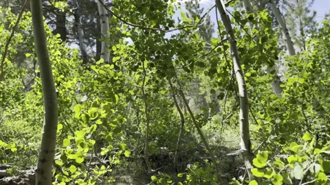 POV Camera Tracking Trees in Mountains Blowing in the Wind Stock Footage 245839076