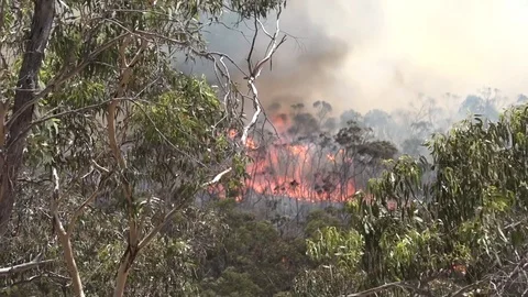 POV from a car during a massive wildfires in Australia. Stock Footage 75698293