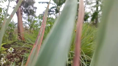 POV Chase Scene Moving Through Wild Grass, Fear and Escape Concept Stock Footage 328520581