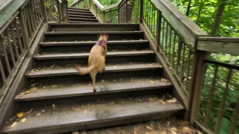 Pov chasing a dog in the park up a set of metal stairs Stock Footage 215888765