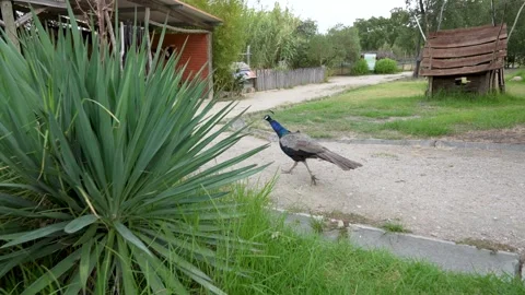 POV Chasing Two Peacocks Running Away, Wildlife Sanctuary sw Vídeos de archivo 330320999