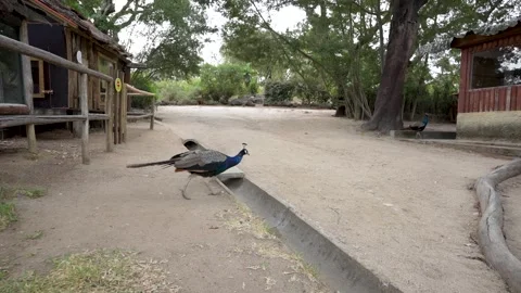 POV Chasing Two Peacocks Running Away, Wildlife Sanctuary Vídeos de archivo 330321000