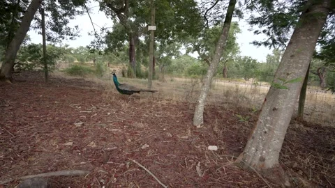 POV Chasing Two Peacocks Running Away, Wildlife Sanctuary Vídeos de archivo 330321003