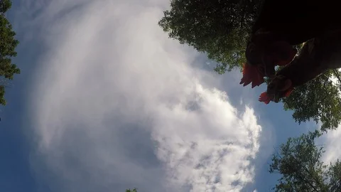 POV Chickens Feeding Stock Footage 103523480