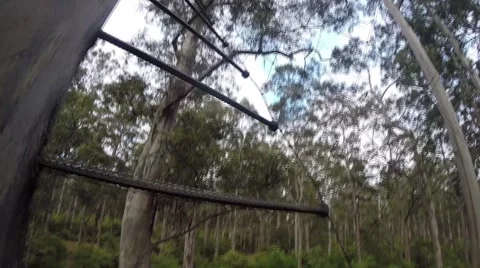 POV climbing up 75m high tree Stock Footage 59939934