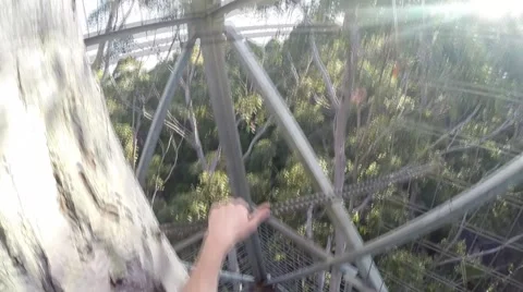 POV climbing up 75m high tree Video stock 59942498