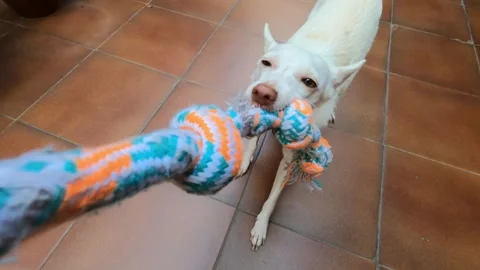 POV Close Up Of Dog Pulling Rope Toy In Tug Of War Game Vidéo 343806017