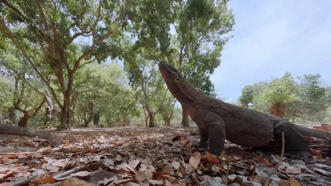 POV Close Encounter with a Wild Komodo Dragon Using an Action Camera Stock-Footage 337154613