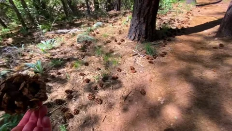 POV Close-up: Hiker Holding Large Pine Cone in Sunlit Forest, First Person View Stock Footage 329070434