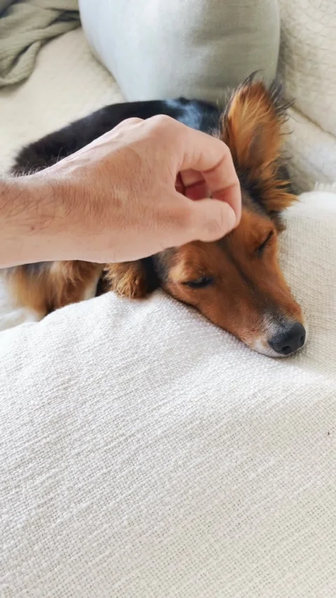 POV on cute small dog lying on sofa in living room is petted by owner's hand Vídeo Stock 345181904
