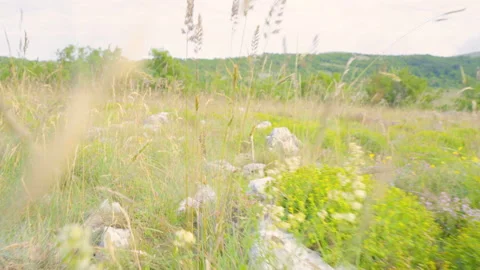 POV dans les champ Stock Footage 137159004
