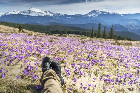 POV Defocused legs lying in a meadow full of purple crocus in the mountains. Stock Photos