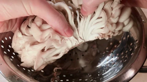 POV divising a bunch of clean washed oyster mushrooms in cullender. Cooking Stock Footage 272996026