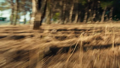 Pov of a dog chasing in the woods Stock Footage 253210318