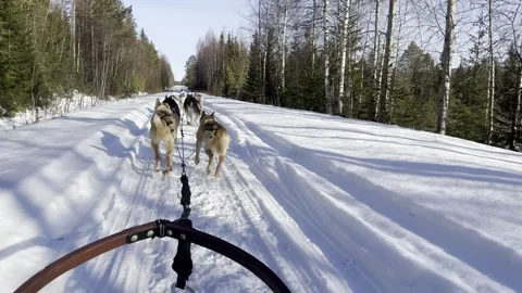 POV dog sled ride down a snowy forest road as huskies pull fast through deep Stock Footage 325941453
